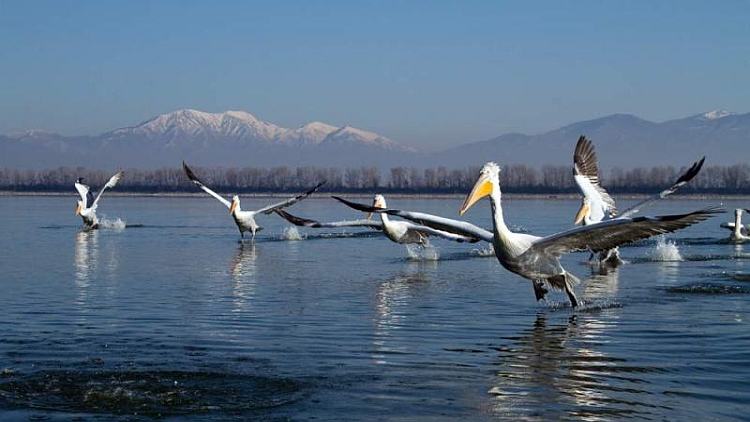 Ο βιότοπος της λίμνης Κερκίνης